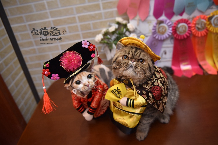 皇上吉祥猫咪服装过年服装朋友圈拍摄宠物服装衣服格格衣