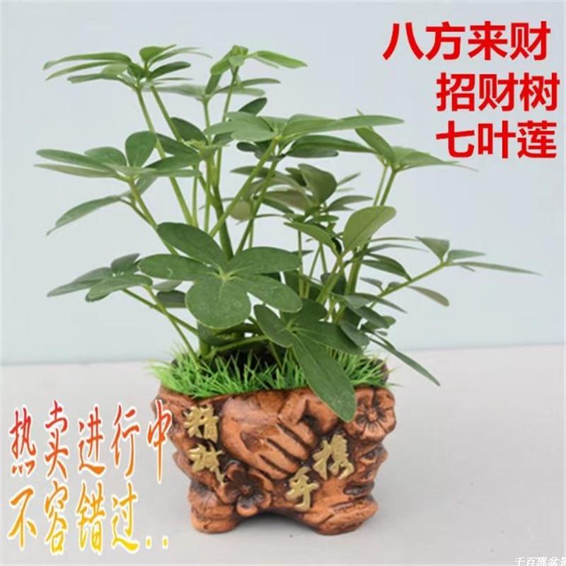 属虎旺财植物招财树盆栽室内七叶莲吸甲醛净化空气幸运花卉防辐射图片