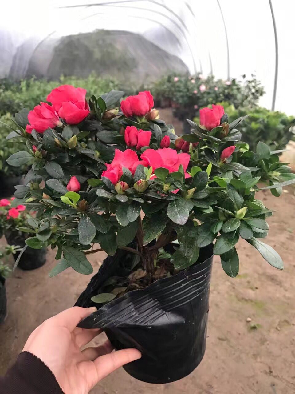 花卉盆栽比利时杜娟 西洋杜鹃映山红 杜鹃花 带花发货
