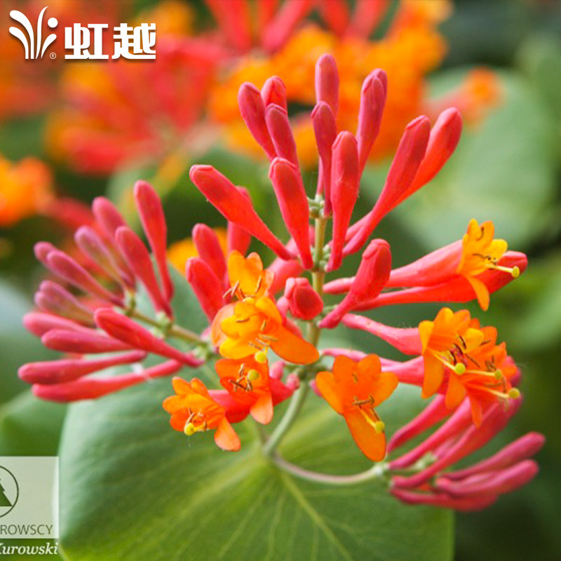 虹越金银花“垂红忍冬” 小2加仑盆栽苗庭院篱笆廊架缠绕藤本植物