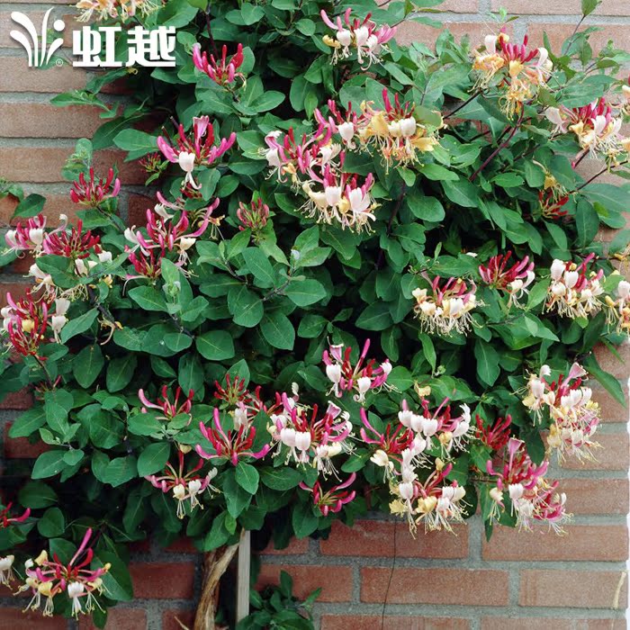 虹越园艺家 金银花进口P9盆栽苗木 庭院爬藤花卉植物鸳鸯藤 预售