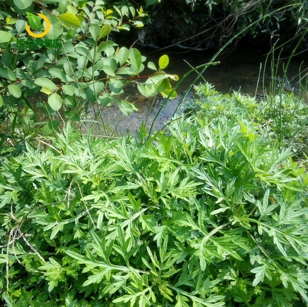 艾叶生艾叶干艾绒草叶艾粄生艾草野生新鲜艾草叶青团子现摘现发