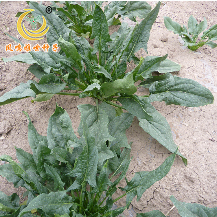 山菠菜种子(2克)-蔬菜种子-特菜种子-野菜种子-药用特菜-特价促销