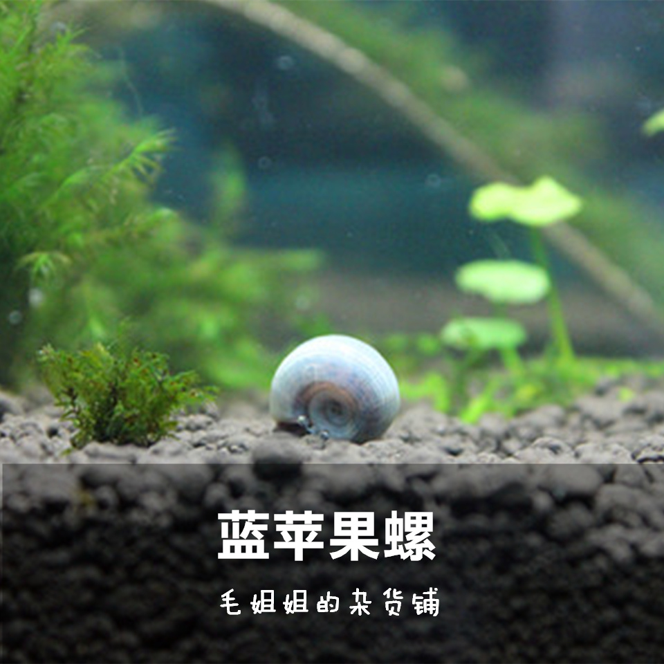 正品[羊角蜜]羊角蜜甜瓜种植技术评测 羊角蜜甜