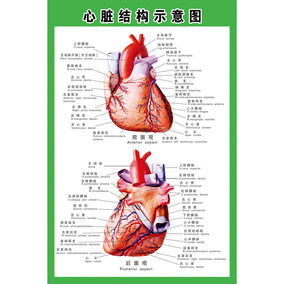 心脏结构示意图人体心脏结构外形血管医学示意宣传图人体器官海报