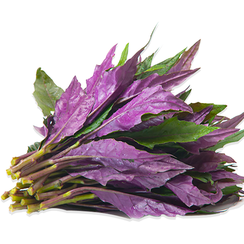 保健特菜[补血紫背菜]种子补血菜降血脂观音菜血皮菜天葵蔬菜种子