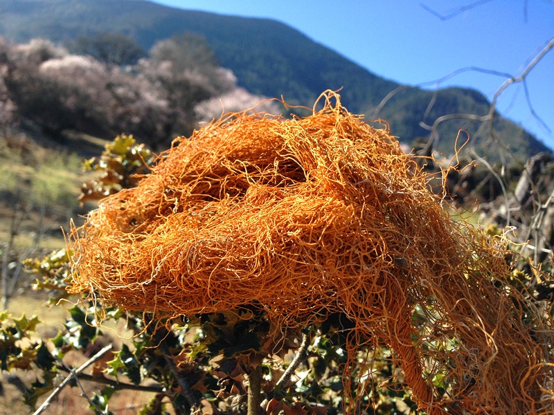 西藏林芝实体店发货野生红雪茶 金丝茶 红血茶250克包邮