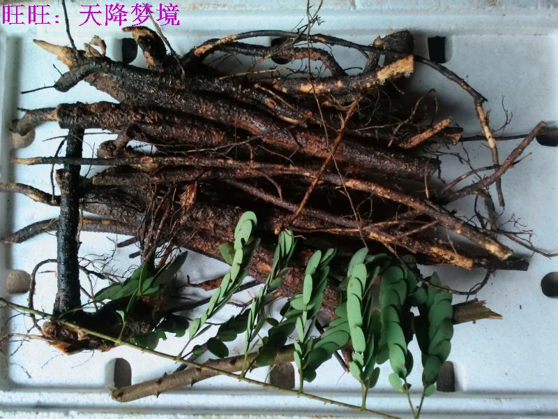 云实根老虎刺尖根到钩刺根黄牛刺 阎王刺根野生新鲜中草药材500克