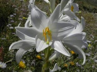 2017年圣母百合(lilium candidum l.)种球,2个包邮 定购中