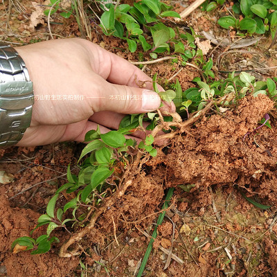 福建 宁德野生野果地念苗地稔桃金娘地菍地石榴茄子野牡丹园林绿化地表植被怎么样\/哪里买\/哪种好