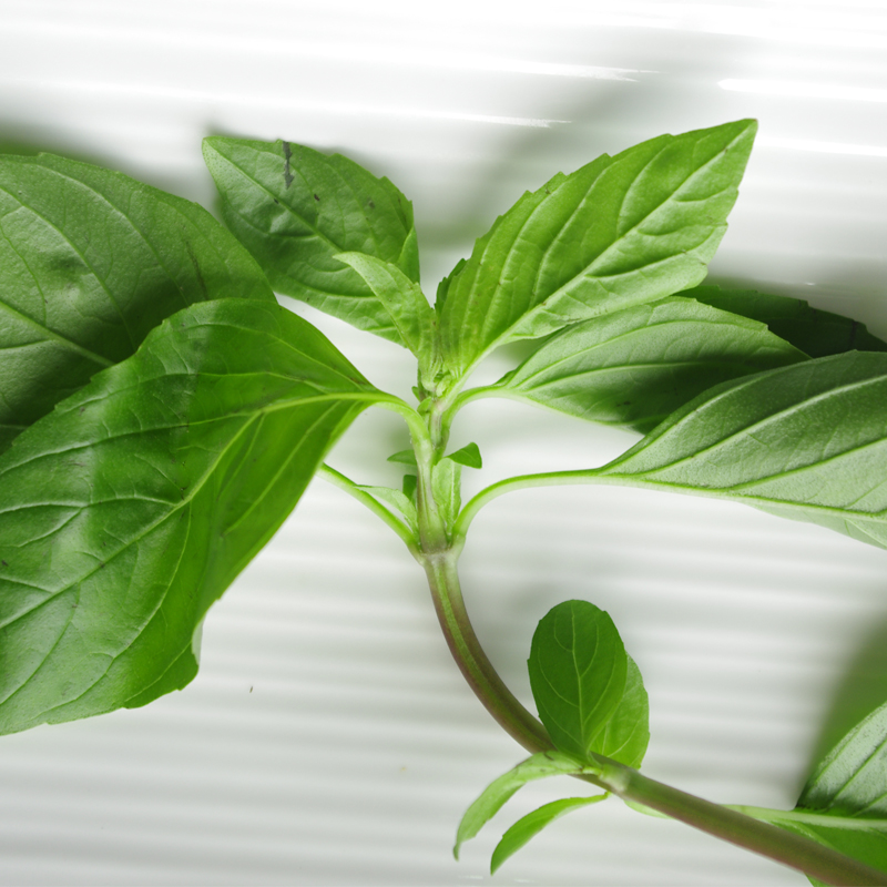 九层塔/金不换100g 新鲜蔬菜香料三杯鸡 菜市场沃鲜汇