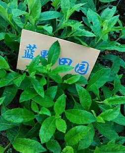 食用明月草苗包邮明月草盆栽 富贵菜 神仙菜降糖草益寿草