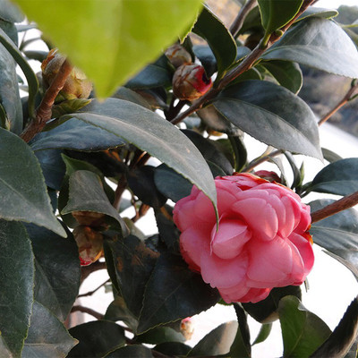 茶花盆栽耐寒室外庭院室内阳台植物盆景绿植花卉只售北京四季天和