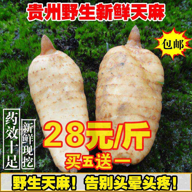 【买5送一】新鲜天麻贵州野生天麻特级现挖冬麻非云南活天麻野生
