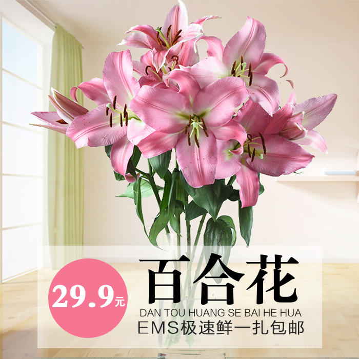 香水百合鲜花速递室内扎花白紫黄粉色多头鲜切花云南新鲜百合插花