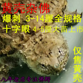 佛鳄龟价格效果评价 杂佛鳄龟怎么养官方_比价打折 ...