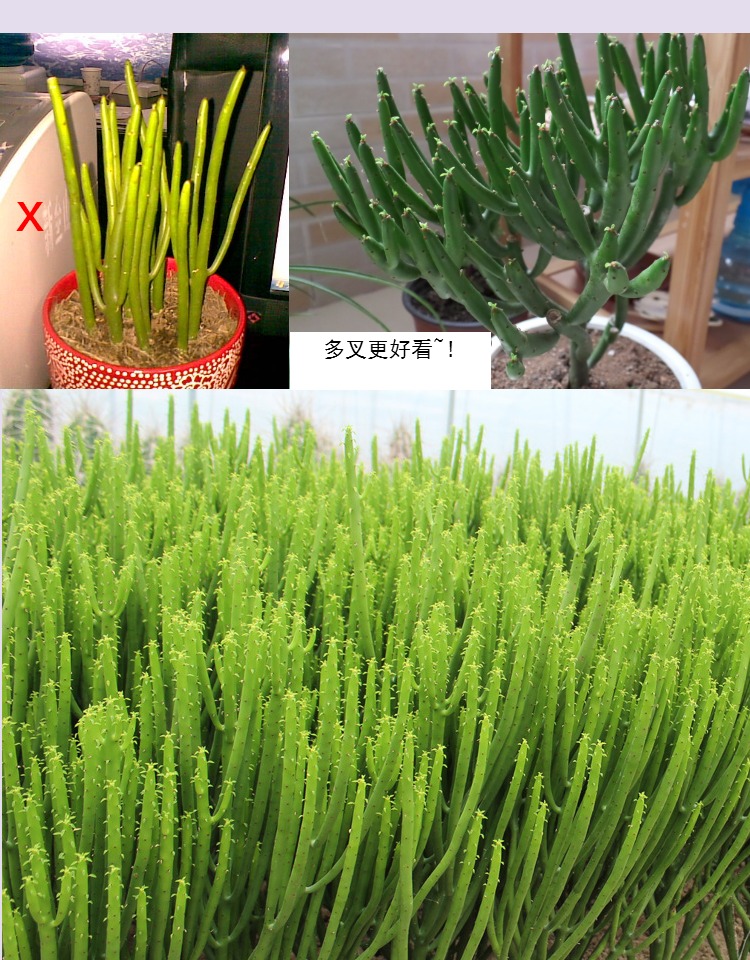 珊瑚树 彭珊瑚 光棍树多肉植物盆栽花卉喜光耐旱桌面绿植四季常绿