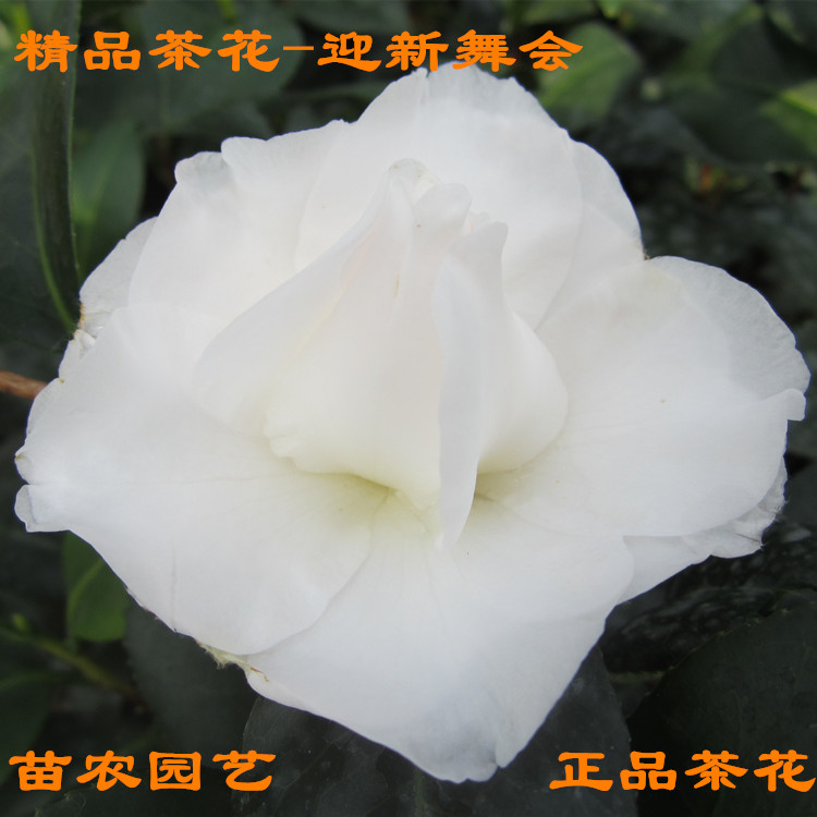 迎新舞会茶花苗绿植盆栽花卉扦插苗山茶花树苗观花植物白色茶花苗