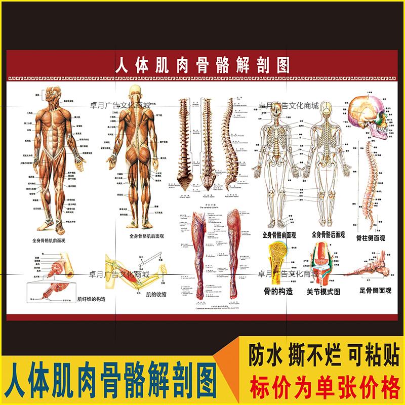人体解剖学图谱骨骼示意图医学宣传挂图器官医院布置海报墙贴 1