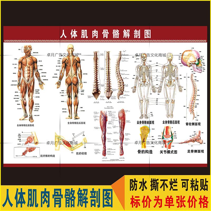 人体全身肌肉骨骼结构解剖图 肌肉骨骼示意图 医院解剖挂图展板