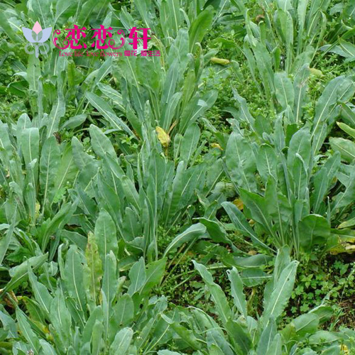 恋恋轩 S111板蓝根菘蓝  花卉种子家庭阳台盆栽植物种子 春秋播种