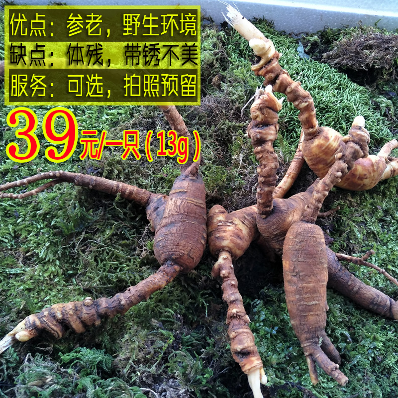 长白山林下移山参老残参野生人参断枝山参切片东北野山参残肢包邮