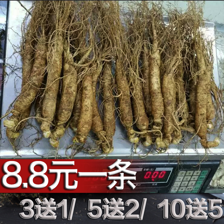 长白山鲜人参 带土养殖参泡酒 东北园参保鲜参生晒参可切片包邮