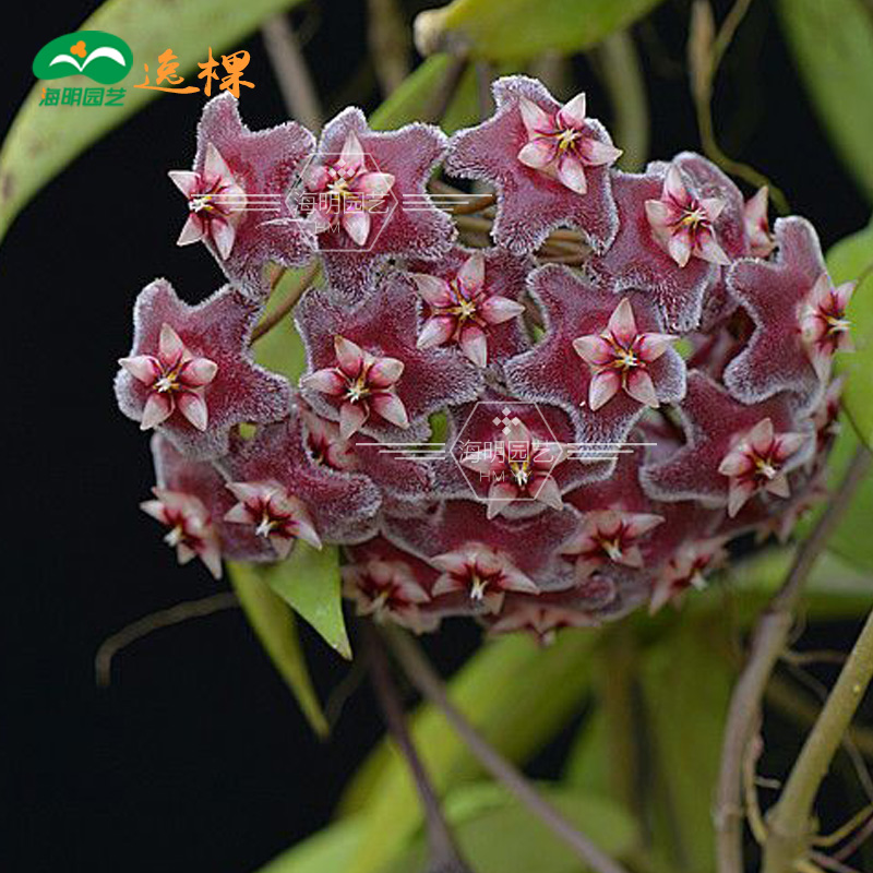 49包邮心叶球兰小苗大苗花苗吊兰花卉室内爬藤植物香花易种花草