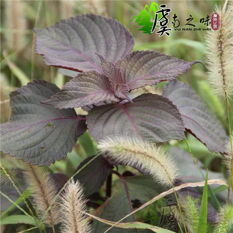 新鲜野生紫苏叶 纯天然紫苏叶干 去腥烧鱼虾蟹泡茶解表散寒中药材