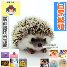 刺猬活体 刺猬宝宝 非洲迷你刺猬宝宝 小小爱e宠非洲迷你刺猬活体