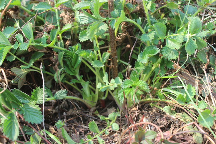 现采大别山深山 野生仙鹤草龙牙草 狼牙草 脱力草 子母草一斤包邮