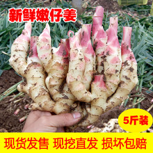 鲜姜芽生姜 包邮 一份 子姜 2017年新鲜 5斤装 红芽 嫩姜 鲜姜 仔姜