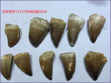 教学标本摩洛哥围岩沧龙牙齿化石大号4CM侏罗纪世界Mosasaur
