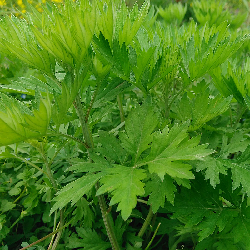 新鲜野生现采艾叶艾草艾蒿青团粑粑清明果天然蕲艾叶泡脚艾灸包邮