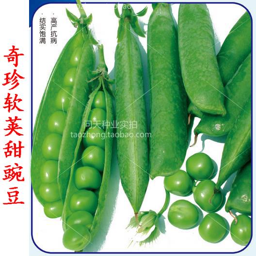 四季甜豌豆有机豌豆 蔬菜 芽苗菜 高产抗病