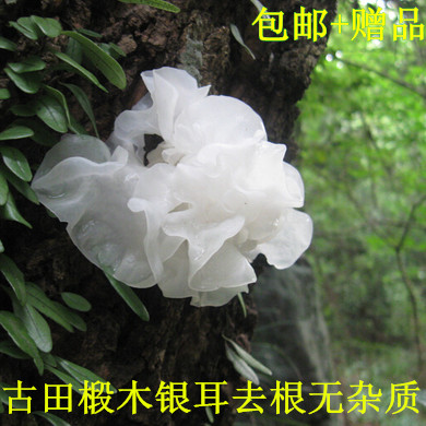 古田椴木天然野生银耳  白木耳 雪耳干货 无硫干净软糯 250g包邮