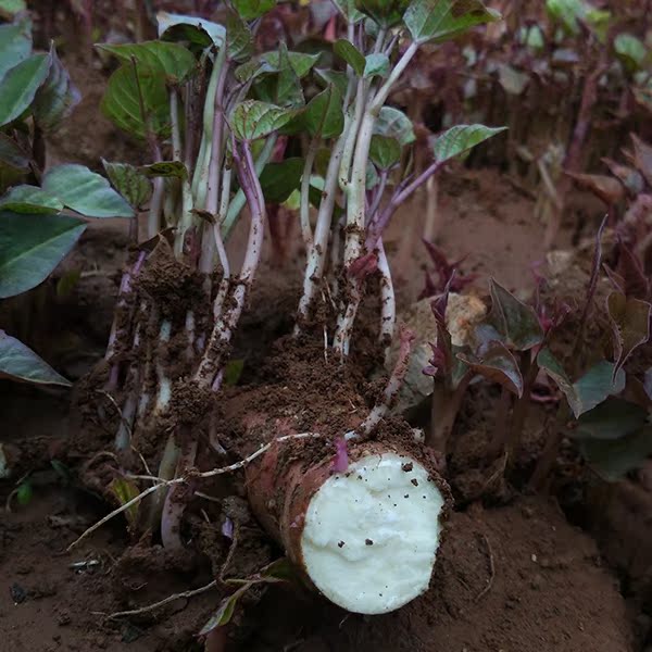 红薯苗 地瓜苗 山东番薯苗 红皮白心地瓜种苗山芋苗 100棵装