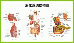 消化系统概观图|人体心脑血管示意挂图|人体系统解剖图|医院海报