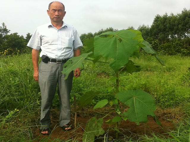 轻木种子 模型飞机木白塞木名贵树种建材用料 正品保障发芽率高