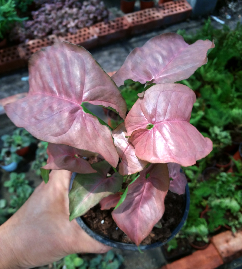 迷你观叶盆栽 红粉佳人 合果芋 植物 彩叶观叶植物 可以水养