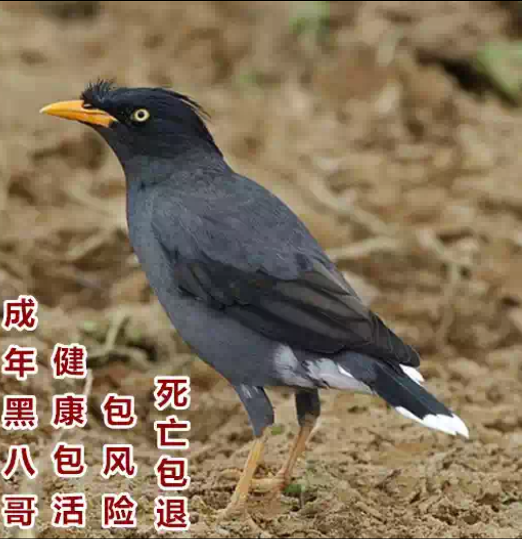 鸟活体真鸟可教说话八哥鹩哥 黑八哥廖哥宠物鸟发财鸟