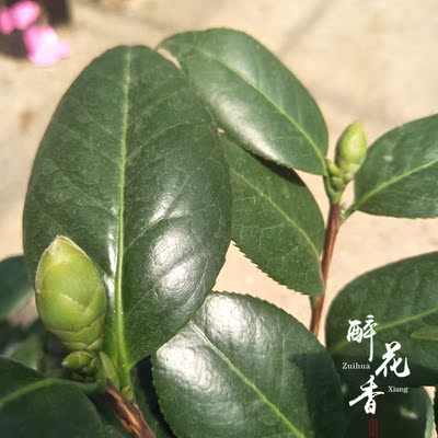 青叶贝拉大玫瑰 茶花带花苞 绿植花卉盆栽阳台客厅庭院植物 包邮