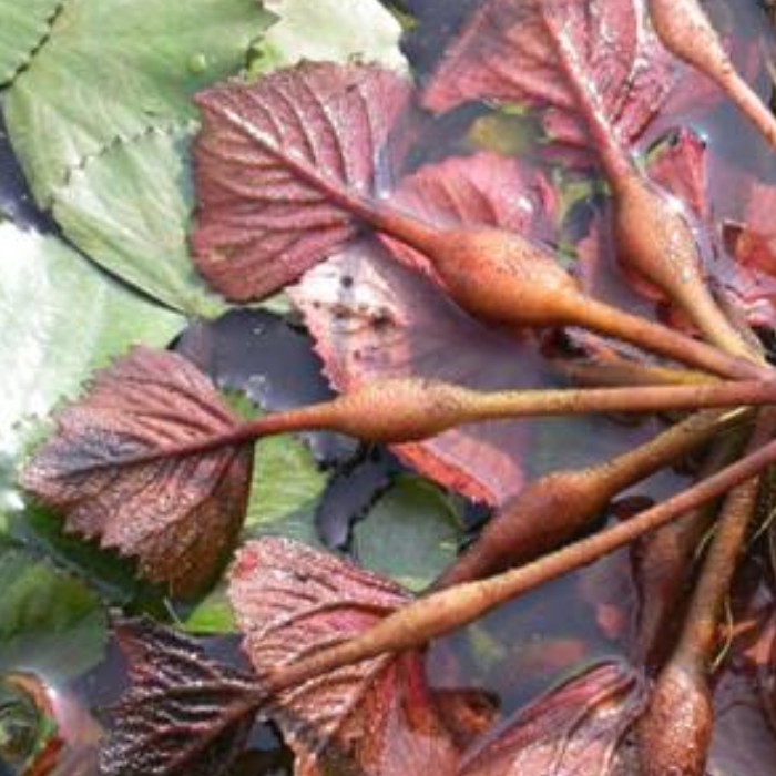 野生四角菱壳正宗野菱角壳皮老菱壳煮菱角汤改善食道肠道碱性食品