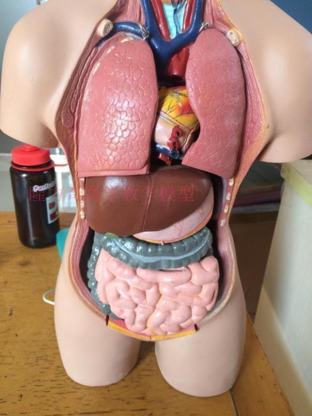 55cm两性躯干解剖模型 人体解剖模型 人体器官解剖模型 躯干模型