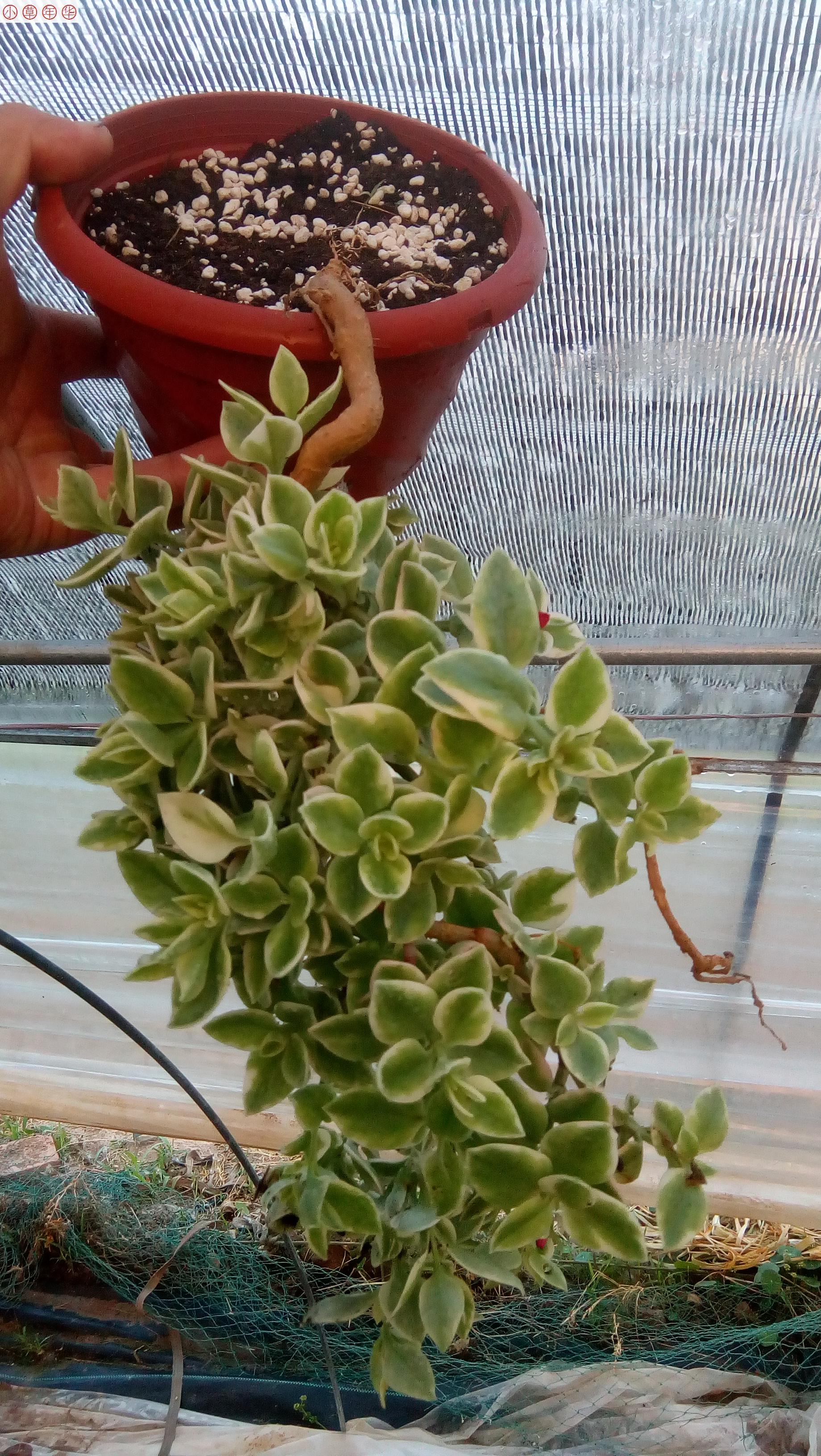 花叶 牡丹吊兰 锦 日中花锦 番杏科露草属多肉植物 能长成瀑布