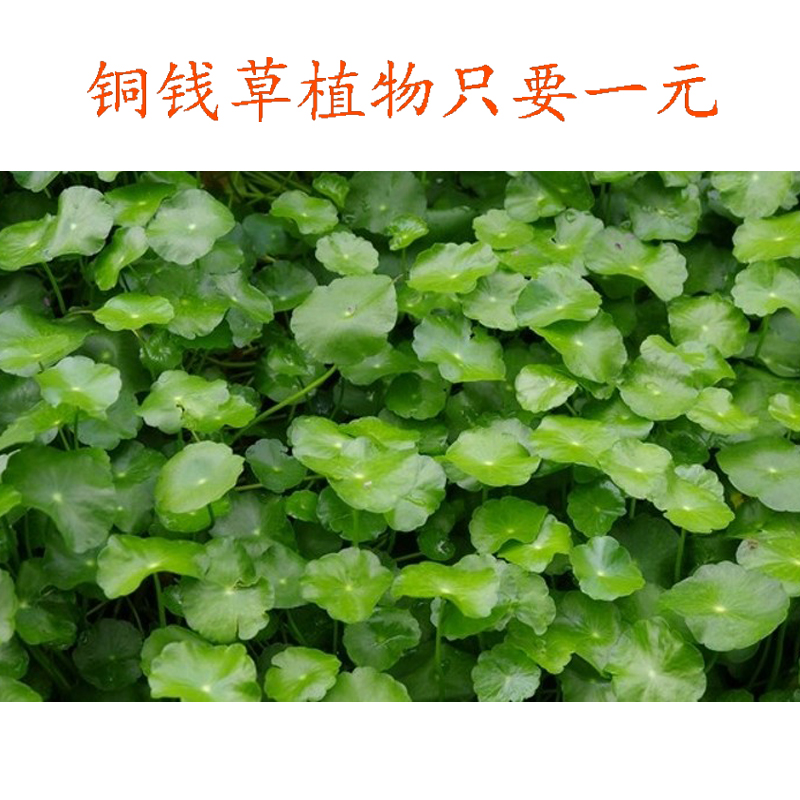 正昱陶瓷水培植物铜钱草金钱草