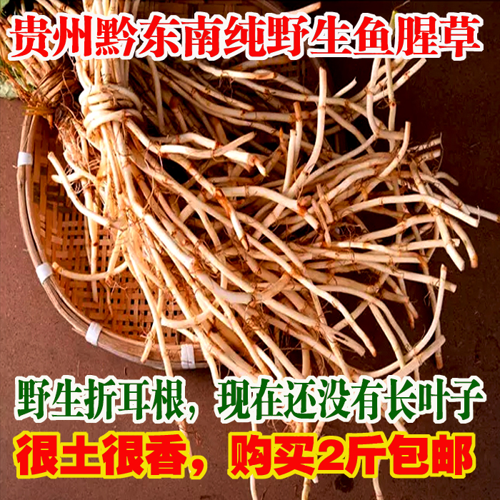 贵州黔东南野生折耳根凉拌菜新鲜鱼腥草猪鼻孔蕺菜500克买2斤包邮