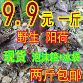 茗荷 野山姜 阳霍 野生 阳荷新鲜 洋荷姜 阳荷姜 野洋荷 洋霍 包邮