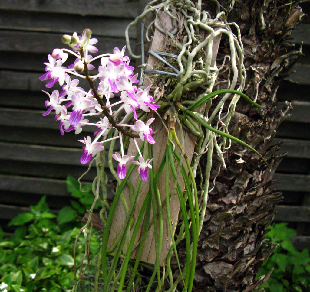 泰国进口 棒叶指甲兰 seidenfadenia mitrata 一板5-7苗