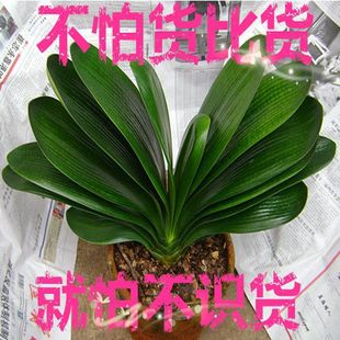 花苗 盆栽高档精品花卉 圆头和尚君子兰花苗 短叶君子兰花苗盆栽